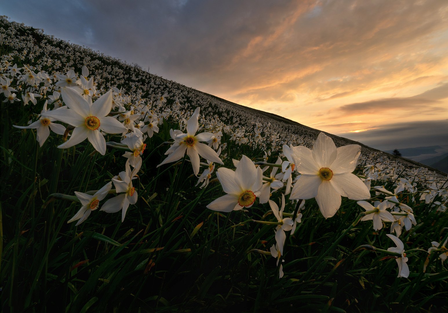 Mountain daffodils